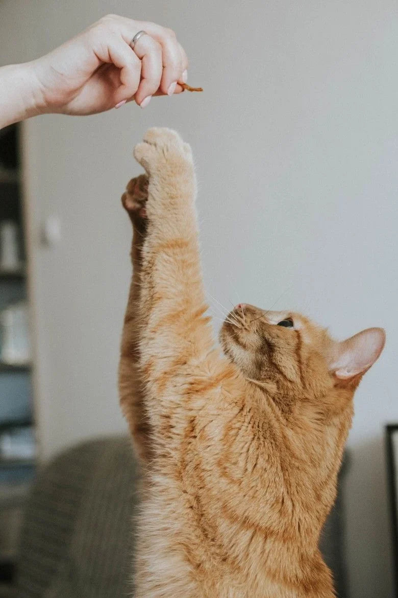 Pets Essentials